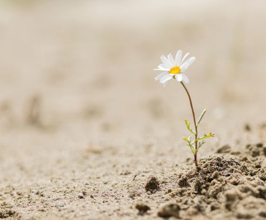 daisy growing out of dirt